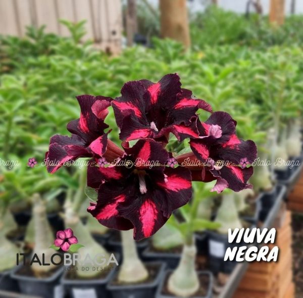 01 Rosa Do Deserto VIUVA NEGRA EV-29