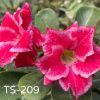 01 Rosa Do Deserto DOBRADA TS-209