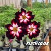 01 Rosa Do Deserto PT-14 BLACK LOVER 2
