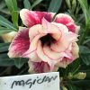 01 Rosa Do Deserto MAGICIAN