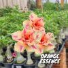 01 Rosa Do Deserto PT-14 Orange essence