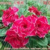 01 Rosa Do Deserto Importada Rose Chen ENTRANCING - RC-086