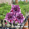 01 Rosa Do Deserto Importada Rose Chen THINK OF YOU / RC-32