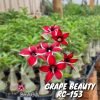01 Rosa Do Deserto Enxerto Import Rara PT-14 Grape Beauty - RC-153