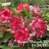 01 Rosa Do Deserto Enxertada Bouquet Matizado PT-14 EV-34