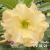 01 Rosa Do Deserto Amarelo Magic Perola EV-18 - Image 2