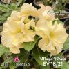 01 Rosa Do Deserto Amarelo Magic Perola EV-18