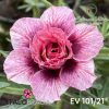 01 Rosa Do Deserto Enxertada Dobrada PT-14 EV-101