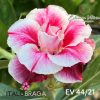 01 Rosa Do Deserto Enxertada Tripla Mancha EV-44