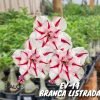 01 Rosa Do Deserto Enxertada Tripla Branca Listra EV-14