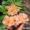 01 Rosa Do Deserto Enxertada Tripla Salmão Cálida EV-175