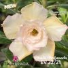 01 Rosa Do Deserto Enxertada Perola Perfumada EV-32
