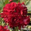 01 Rosa Do Deserto Enxertada PT-14 Etna EV-65 - Image 2