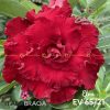 01 Rosa Do Deserto Enxertada PT-14 Etna EV-65