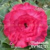 01 Rosa Do Deserto Enxertada Mademoiselle EV-102