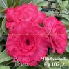 01 Rosa Do Deserto Enxertada Mademoiselle EV-102 - Image 2