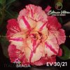 01 Rosa Do Deserto Enxertada EV-30