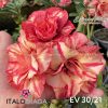 01 Rosa Do Deserto Enxertada EV-30 - Image 2