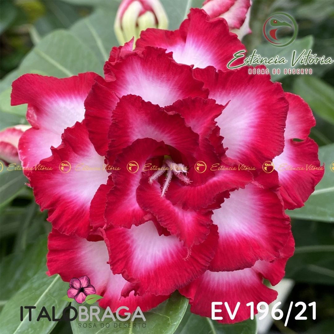 01 Rosa Do Deserto Enxertada EV-196 - Ítalo Braga - Rosas do deserto
