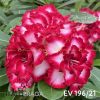 01 Rosa Do Deserto Enxertada EV-196 - Image 2