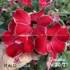 01 Rosa Do Deserto Enxertada GRACIOSA / EV-20 - Image 2