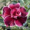 01 Rosa Do Deserto Enxertada EV-128