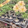 01 Rosa Do Deserto Enxertada BORIS ICE EV-71 - VS-14 - Image 2