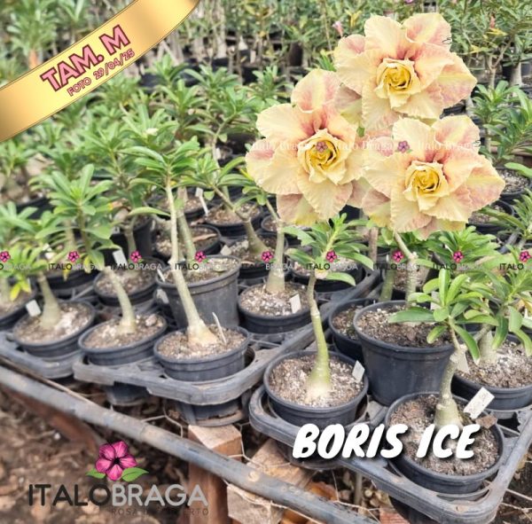 01 Rosa Do Deserto Enxertada BORIS ICE EV-71 - VS-14 - Image 2