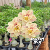 01 Rosa Do Deserto Enxertada BORIS ICE EV-71 - VS-14