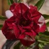 01 Rosa Do Deserto Importada Romantic Feelings - RC-525