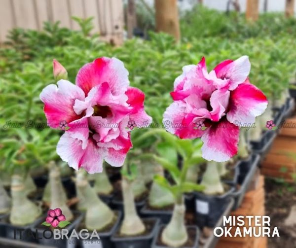 01 Rosa Do Deserto Enxertada Mister Okumura EV-51