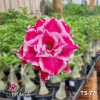 01 Rosa Do Deserto Enxertada TS-77