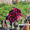 01 Rosa Do Deserto Enxerto PT-14 WONDERLAND
