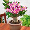 400G Rosa do Deserto para Floração - FORTH - Image 2