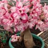 400G Rosa do Deserto para Floração - FORTH - Image 3
