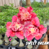 01 Rosa Do Deserto Enxerto Dobrada Importado PT-14 SWEET DREAMS