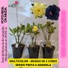 01 Rosa do Deserto Multicolor 2 cores Amarelo com Preto