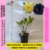 01 Rosa do Deserto Multicolor 2 cores Amarelo com Preto - Image 2