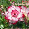 01 Rosa Do Deserto Enxerto HUA XIANG RUONG / RC-045