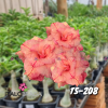 01 Rosa Do Deserto Enxerto TS-208