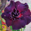 01 Rosa Do Deserto enxerto escura PT-14 super nova