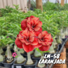 01 Rosa Do Deserto LM-58