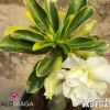 01 Rosa Do Deserto Variegata Dobrada PT-14 PORCELANA