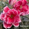 01 Rosa Do Deserto RED CLOAK