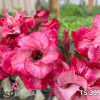 01 Rosa Do Deserto PT-14 TS-395