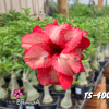 01 Rosa Do Deserto PT-14 TS-400