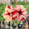 01 Rosa Do Deserto PT-14 TS-445