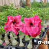 01 Rosa Do Deserto PT-14 TS-455
