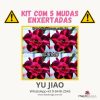 01 Kit com 5 mudas enxertadas YU JIAO