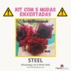 01 Kit com 5 mudas enxertadas STEEL